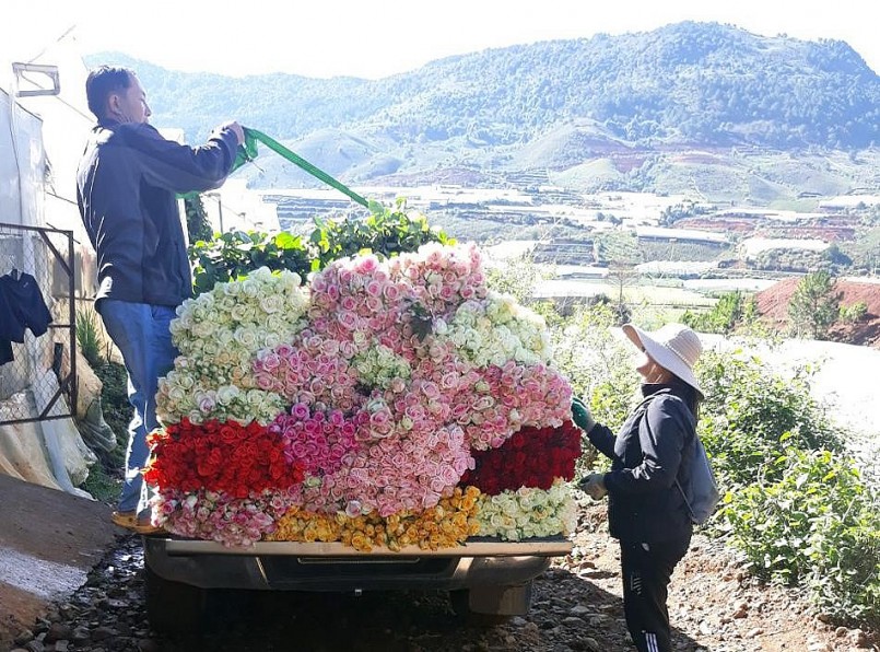 Cận ngày 20/10, giá hoa Đà Lạt tăng cao