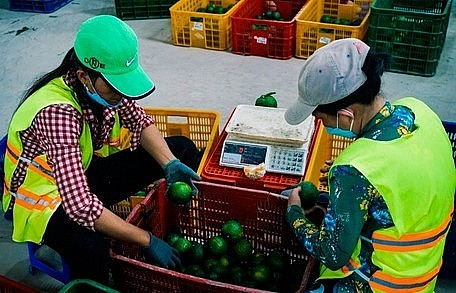 Dựa vào đề án, ngành chức năng có thể cập nhật giá thu mua cam sành tại vườn theo thời gian thực.