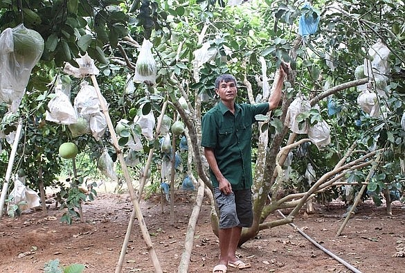 Vùng Phủ Quỳ trở thành vùng trọng điểm cây ăn quả của tỉnh Nghệ An. Vùng Phủ Quỳ trở thành vùng trọng điểm cây ăn quả của tỉnh Nghệ An.