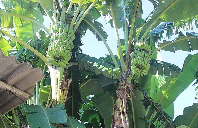 Nghĩa Khánh đã trở thành một điển hình cả tỉnh Nghệ An về trồng chuối trong vườn hộ. Nghĩa Khánh đã trở thành một điển hình cả tỉnh Nghệ An về trồng chuối trong vườn hộ.