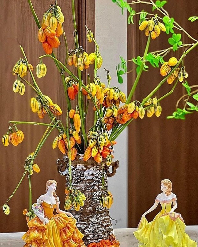 Chị em “phát sốt” với cành quả “đẹp - độc - lạ” cắm bình