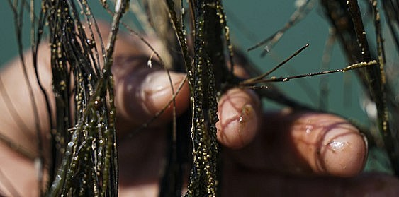 Ahuautle, được gọi là