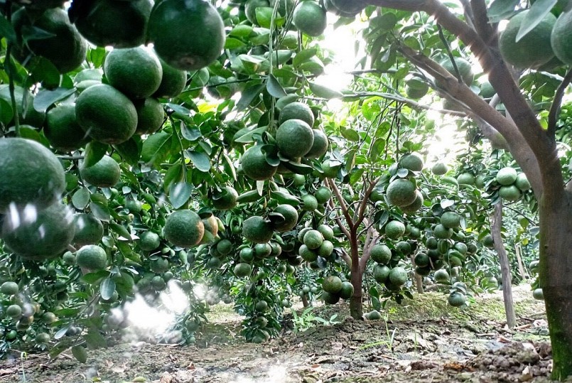 Cam sành là cây có múi, sản phẩm phụ thuộc nhiều vào thị trường. 