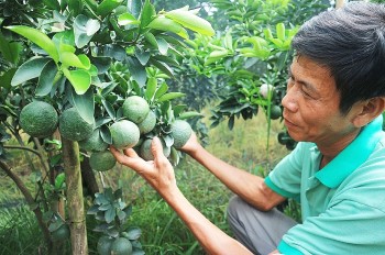 Cam sành Vĩnh Long trên đất lúa, mùa quả ngọt và những hệ lụy khi ồ ạt trồng