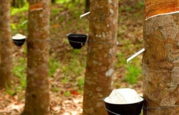 Giá cao su hôm nay 17/10/2022: Tăng ở 2 sàn giao dịch lớn