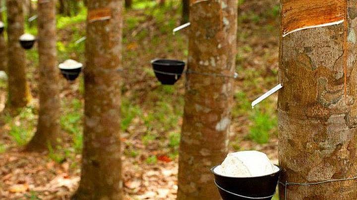 Giá cao su hôm nay 17/10/2022: Tăng ở 2 sàn giao dịch lớn Giá cao su hôm nay 17/10/2022: Tăng ở 2 sàn giao dịch lớn