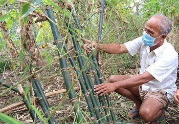 Măng loi thứ đặc sản hiếm có của xứ Nghệ