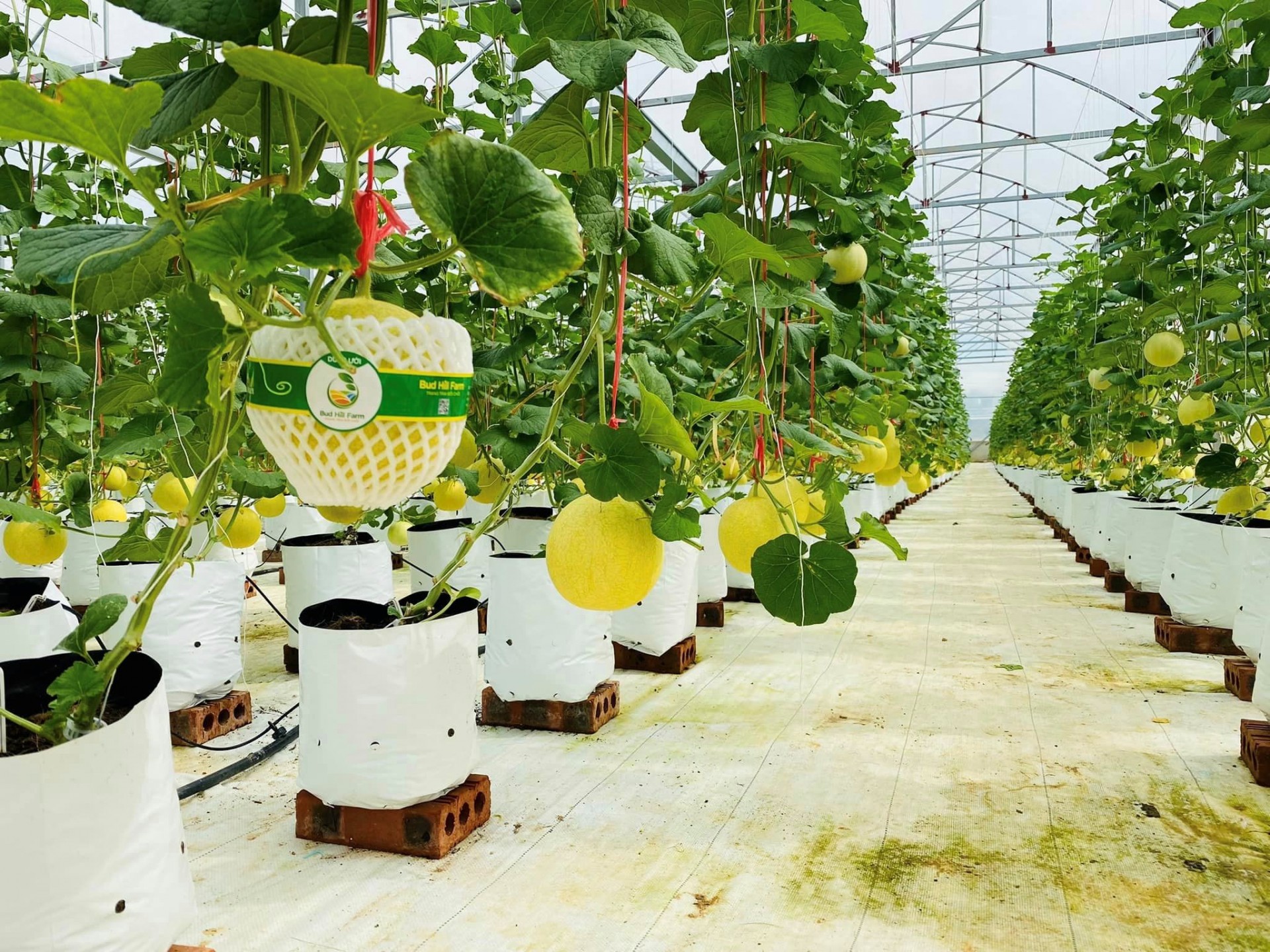 Các gốc dưa phát triển cho quả lớn đều, chất lượng. Các gốc dưa phát triển cho quả lớn đều, chất lượng.