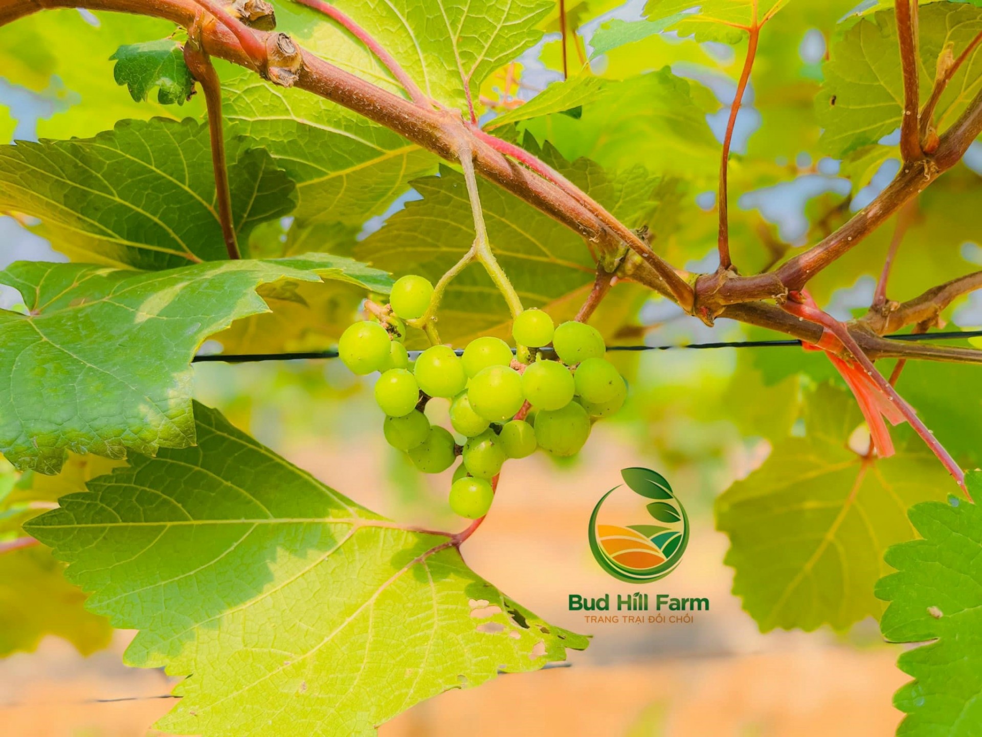 Giống nho hạ đen tại trang trại phù hợp với thời tiết nắng nóng và ẩm, có khả năng kháng bệnh tốt ở mảnh đất miền Trung. Giống nho hạ đen tại trang trại phù hợp với thời tiết nắng nóng và ẩm, có khả năng kháng bệnh tốt ở mảnh đất miền Trung.