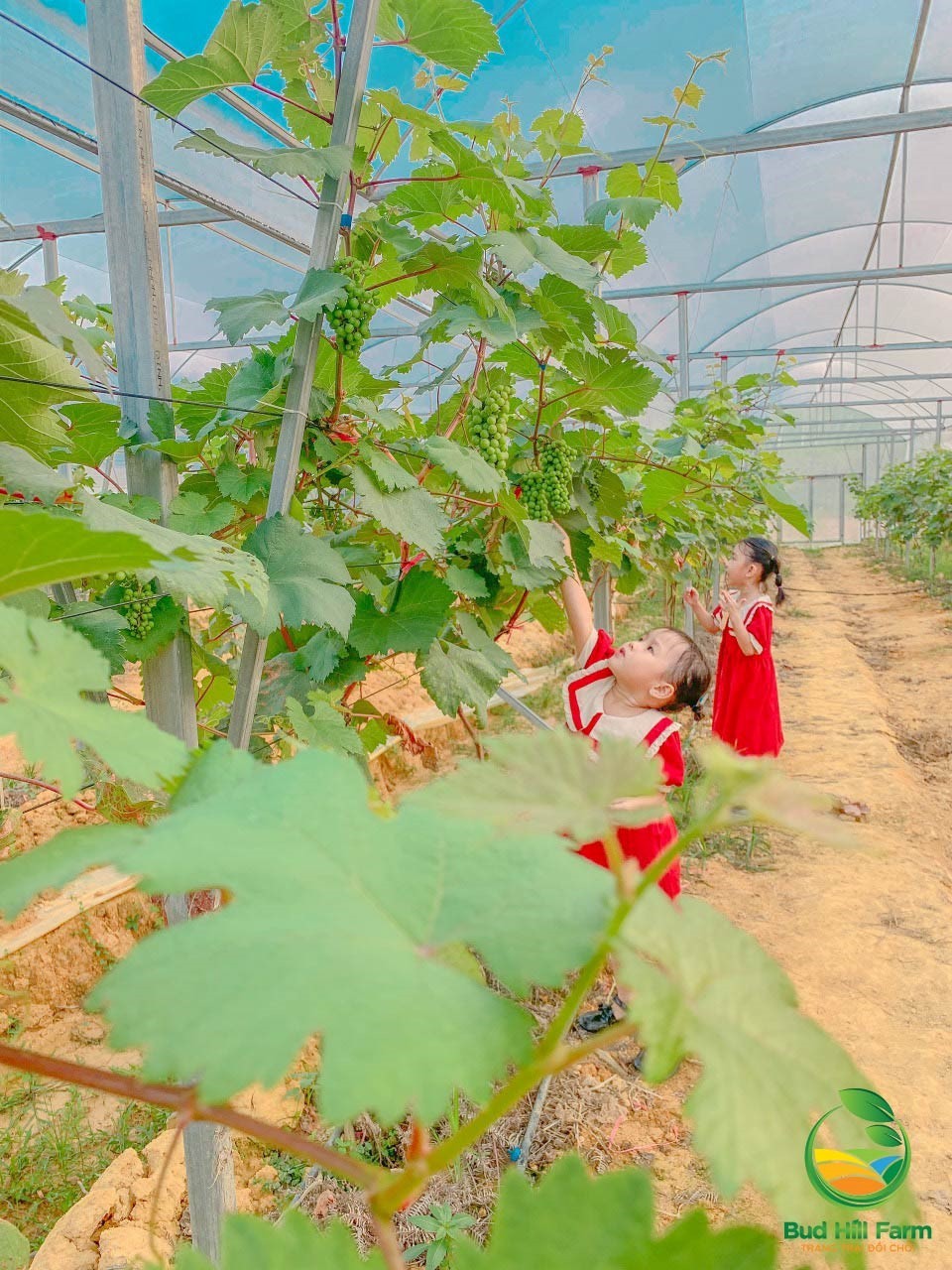 Du khách đến tham quan, trải nghiệm tại vườn. Du khách đến tham quan, trải nghiệm tại vườn.