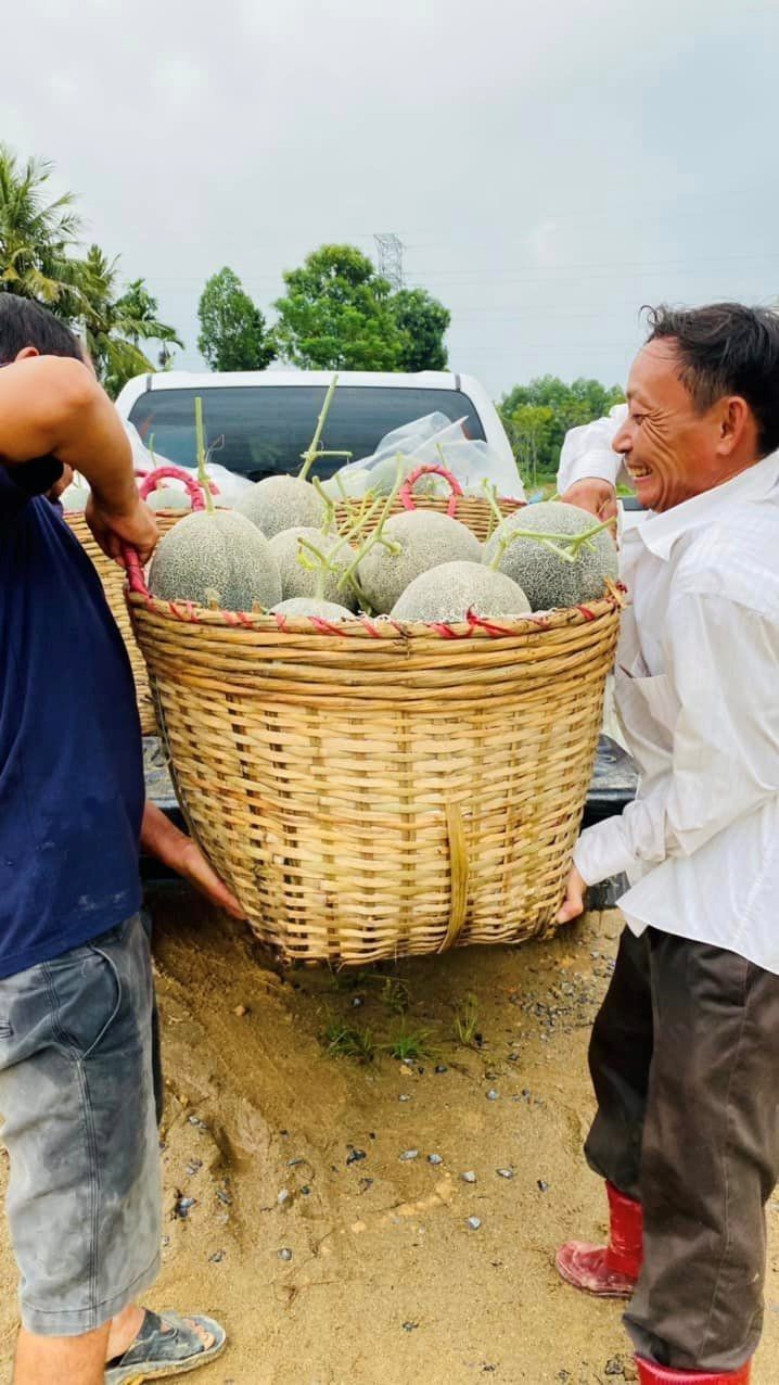 Nhờ được chăm sóc tốt, trái “vàng” to đều và đẹp. Nhờ được chăm sóc tốt, trái “vàng” to đều và đẹp.