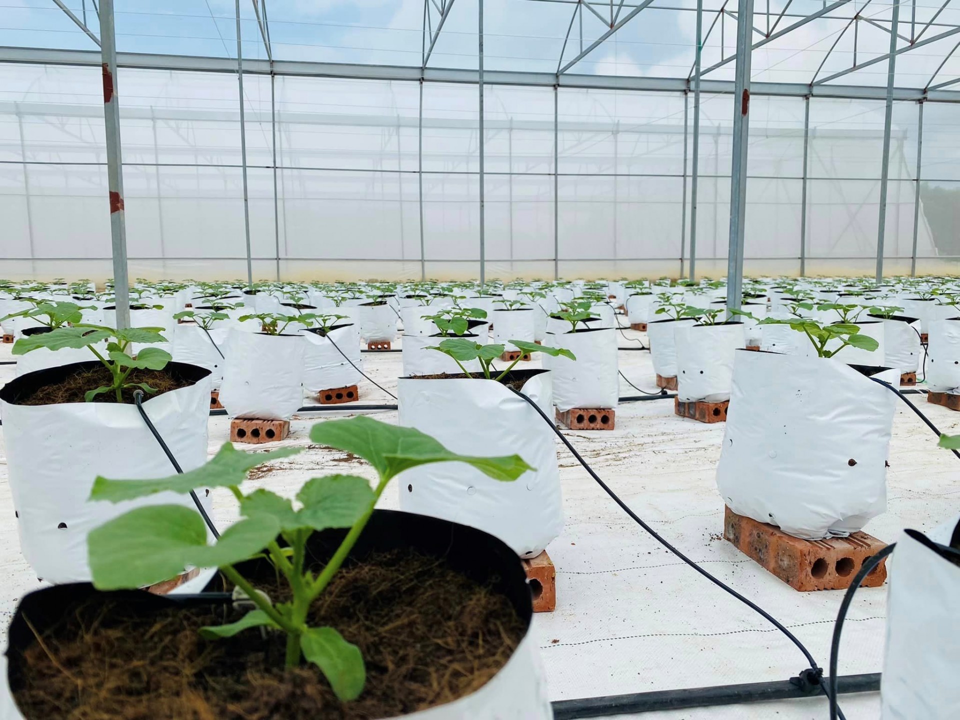 Mỗi cây được gieo trồng trong giá thể riêng biệt. Mỗi cây được gieo trồng trong giá thể riêng biệt.