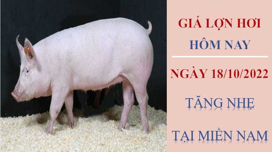 Giá lợn hơi hôm nay 18/10/2022: Tăng nhẹ tại miền Nam
