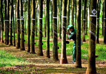 Lợi nhuận Cao su Tây Ninh giảm 10% trong quý III