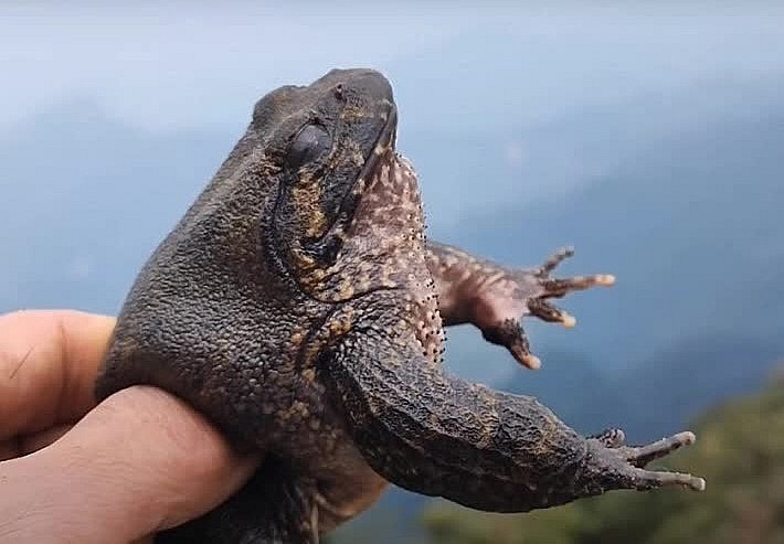 Loại ếch này còn có nhiều tên gọi khác như ếch vương, ếch công nương, ếch tiến vua hay