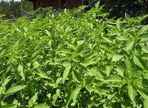 Cây é trắng trồng trên đất cát ở miền Trung nhiều nắng và đất khô cằn.