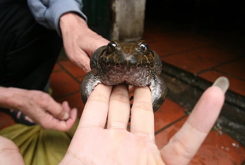 Ếch Hương được coi là đặc sản chỉ có tại vùng núi Mẫu Sơn của tỉnh Lạng Sơn. Ếch Hương được coi là đặc sản chỉ có tại vùng núi Mẫu Sơn của tỉnh Lạng Sơn.