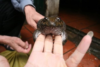 Đặc sản ếch Mẫu Sơn, sản vật tiến vua gây sốt vì giá đắt đỏ