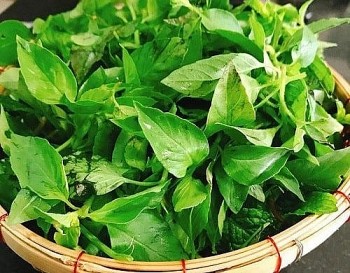 Lá é đặc sản, vừa làm thuốc vừa là món khoái khẩu của người mê lẩu