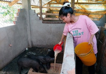 Nuôi heo đen đặc sản, người dân Sơn Điền ung dung không lo đầu ra