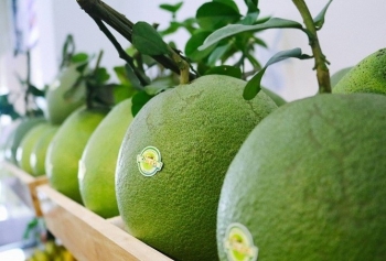 Bưởi tươi của Việt Nam chính thức được xuất khẩu sang Mỹ