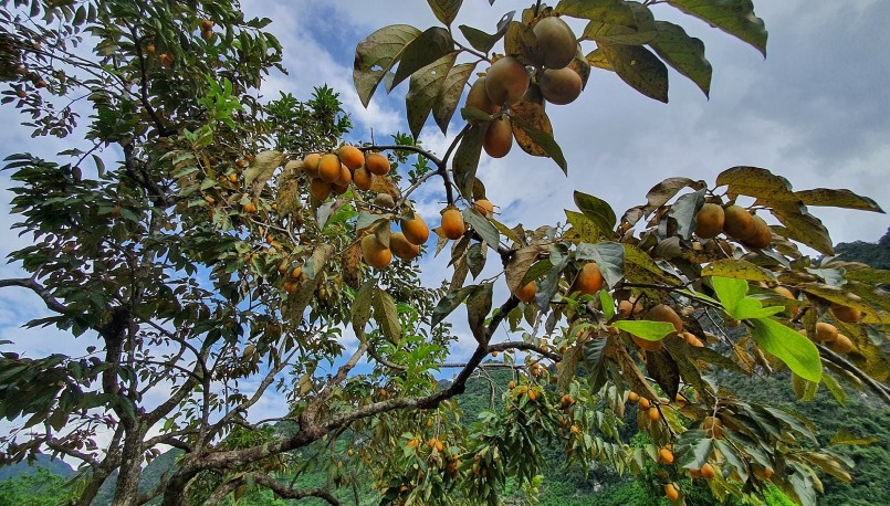 Những quả hồng chín vàng trong khu vườn rộng ở Hữu Lũng (Ảnh: Hùng Vĩ). Những quả hồng chín vàng trong khu vườn rộng ở Hữu Lũng (Ảnh: Hùng Vĩ).