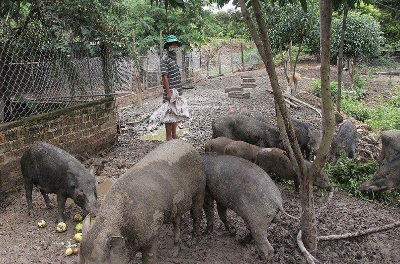 Trang trại chăn nuôi heo rừng lai phải xa khu dân cư, cao ráo, thông thoáng.