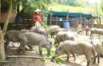 Liên kết nuôi heo rừng lai, lợi nhuận cao vì không lo đầu ra