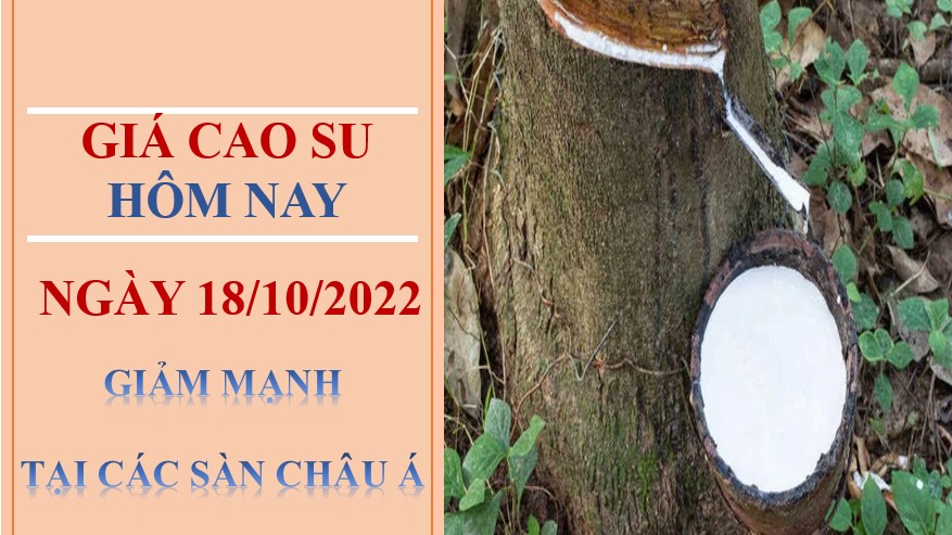 Giá cao su hôm nay 18/10/2022:  Giảm mạnh tại các Sàn Châu Á
