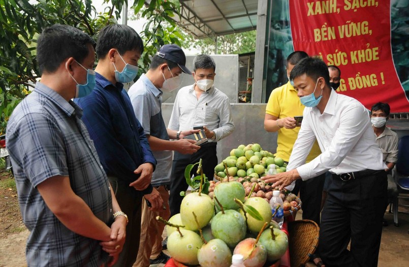 Các HTX, doanh nghiệp đã trở thành “đầu tàu” để dẫn dắt trong sản xuất, chế biến, tiêu thụ nông sản.