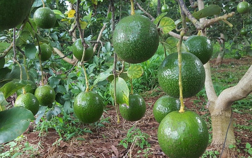 Quả bơ Booth có hình tròn đều, vỏ có nhiều vân xù xì Quả bơ Booth có hình tròn đều, vỏ có nhiều vân xù xì