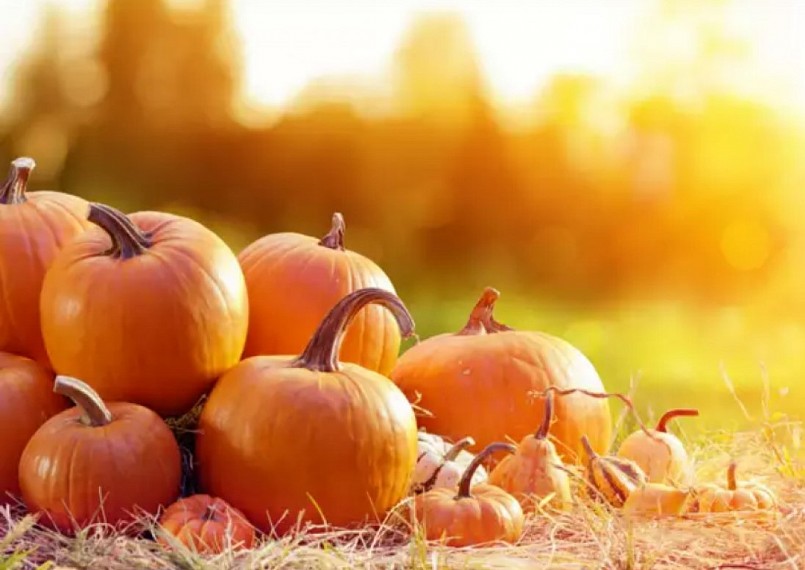 Quả bí ngô rất giàu chất chống oxy hóa. Quả bí ngô rất giàu chất chống oxy hóa.