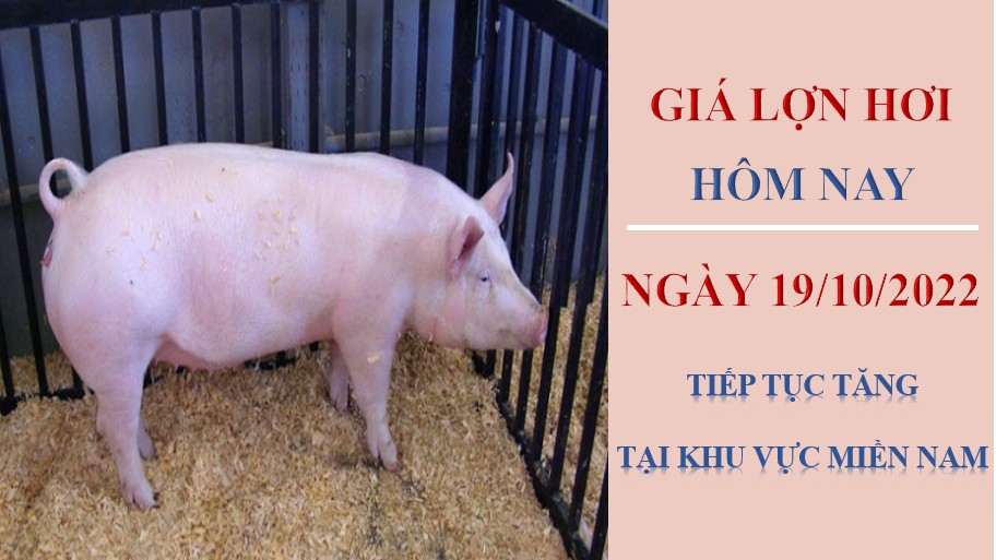 Giá lợn hơi hôm nay 19/10/2022: Tiếp tục tăng tại khu vực miền Nam