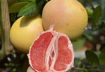 Người trồng bưởi gặp khó khi bưởi đỏ Trung Quốc ồ ạt đổ vào Việt Nam