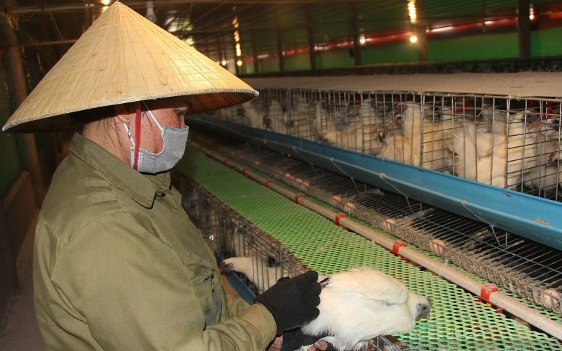 Anh Thắng là người tiên phong đưa giống gà ác về Nghệ An nuôi lấy trứng.