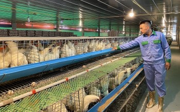 Nuôi gà ác cho nghe nhạc ở Nghệ An, liều mà thu 10 triệu mỗi ngày