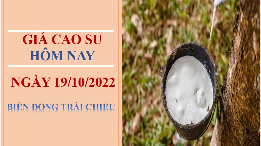 Giá cao su hôm nay 19/10/2022: Biến động trái chiều