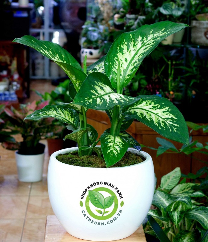 Cây Vạn niên thanh