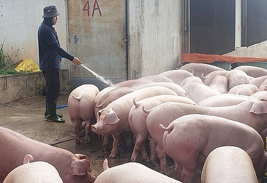 Giá thịt heo giảm khiến người chăn nuôi heo hiện nay không có lãi.