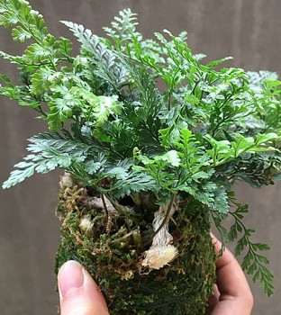 Những loại cây lọc không khí giúp nhà sạch, môi trường xanh