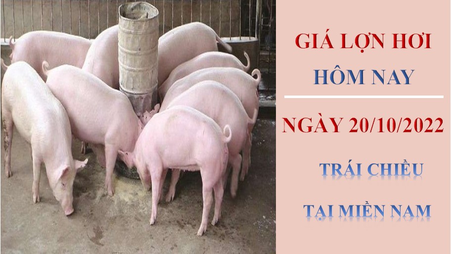 Giá lợn hơi hôm nay 20/10/2022: Trái chiều tại miền Nam