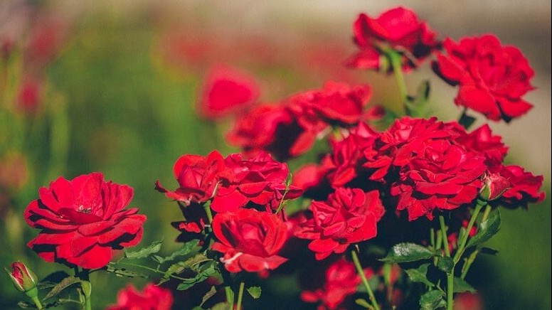 Giá hoa Đà Lạt tăng gấp đôi trong dịp lễ 20/10