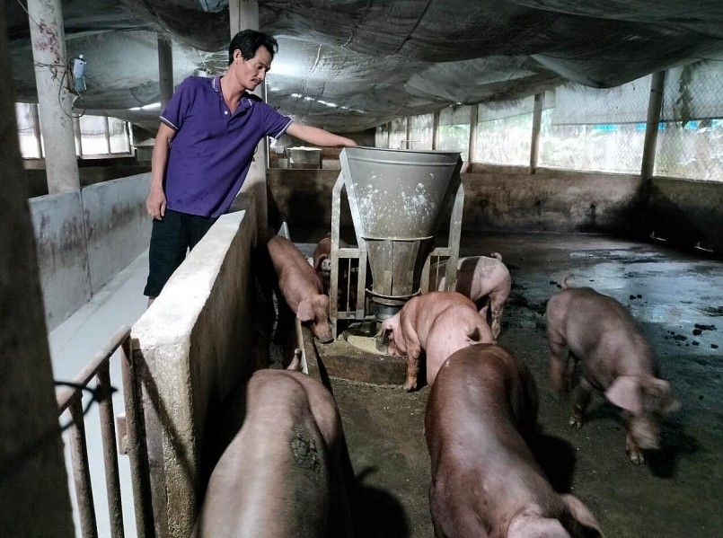 Giá heo giảm khiến người chăn nuôi nhỏ thua lỗ.