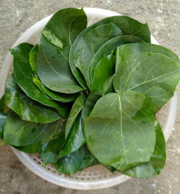 Ngỡ ngàng với loại lá kịch độc được chế biến thành đặc sản Tây Bắc