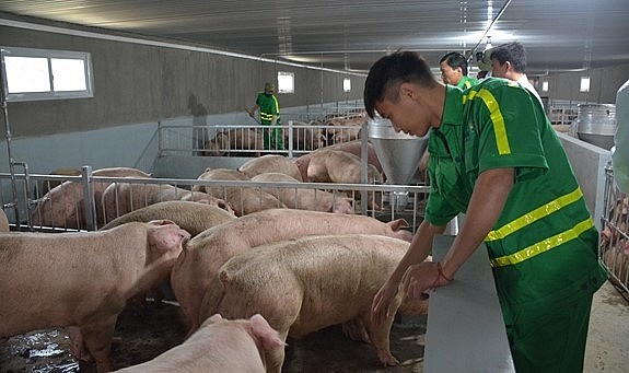 Cần có giải pháp đảm bảo được nguồn cung từ nay đến cuối năm, đặc biệt là trong dịp Tết Nguyên đán.