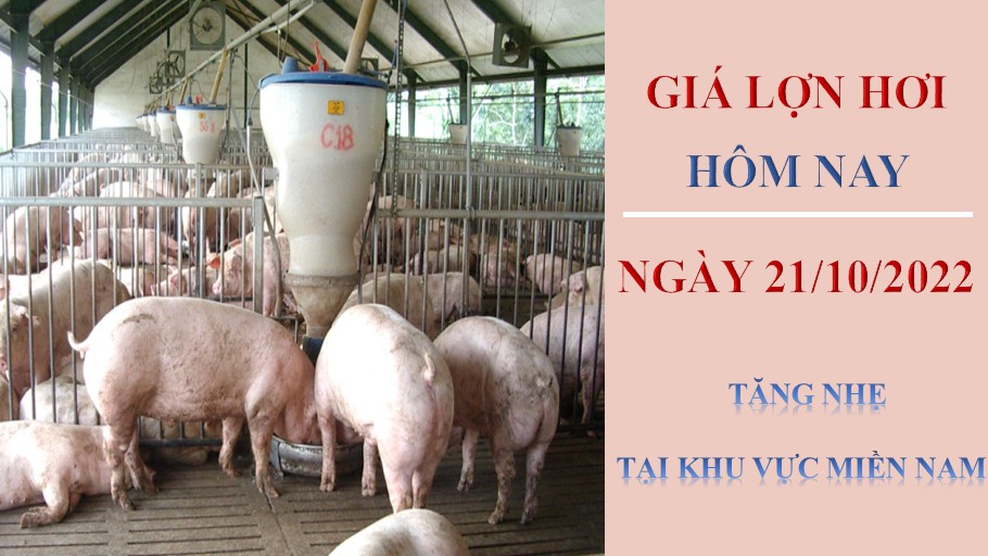 Giá lợn hơi hôm nay 21/10/2022: Tăng nhẹ tại khu vực miền Nam