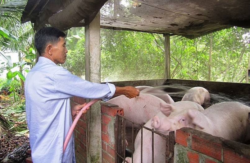 Người chăn nuôi vẫn mong chờ những tín hiệu tốt từ giá thịt heo để quyết định tái đàn.