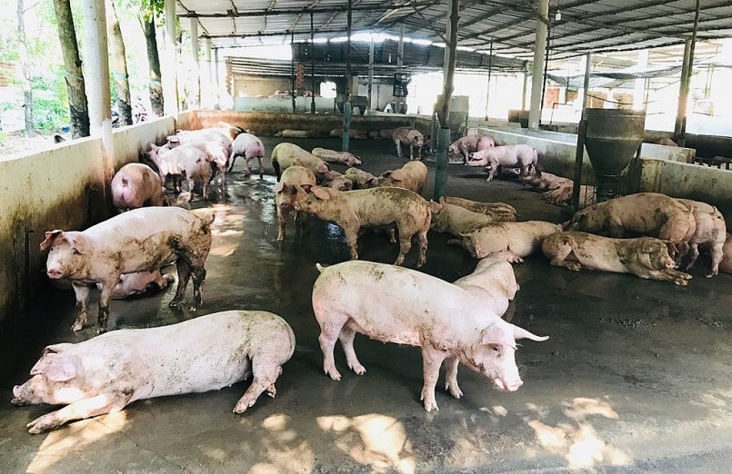 Dịch tả heo châu Phi sảy ra tại Bình Dương, địa phương đang tích cực khống chế dịch.