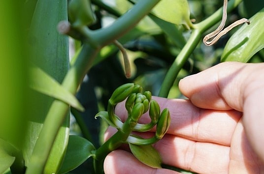 Hoa vanilla sắp được thụ phấn.