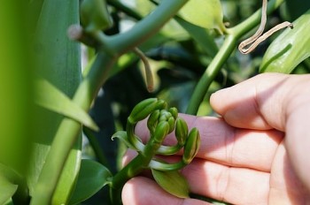 Sửng sốt với loài cây lần đầu xuất hiện ở Việt Nam thu quả bán 20 triệu đồng/kg